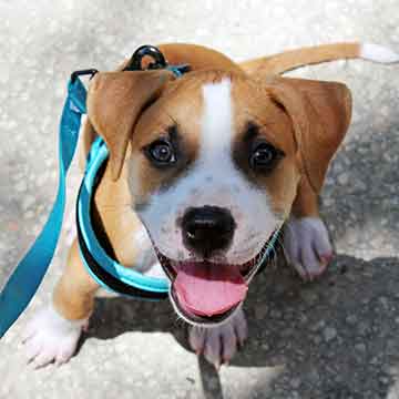 dsoh-puppy-private-bm