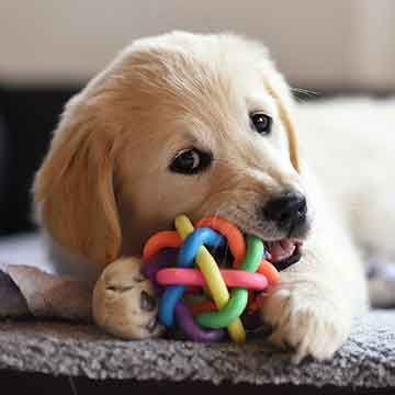 dsoh-puppy-private-pp