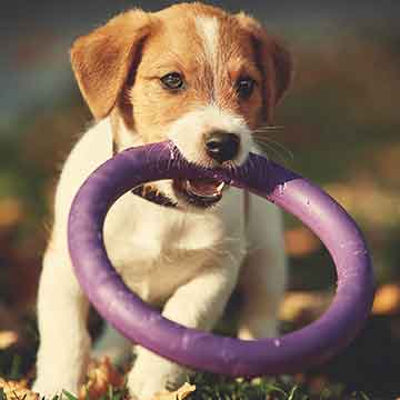 dsoh-puppy-private-prep