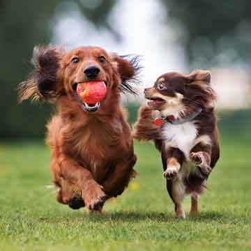 dsoh-puppy-private-ps