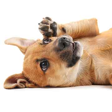 puppy-social-club-home