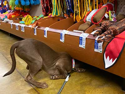 What is puppy socialization?