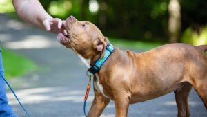 aggressive puppy biting