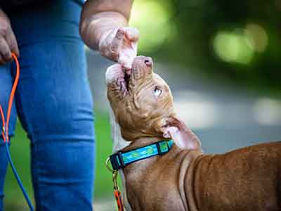 puppy biting