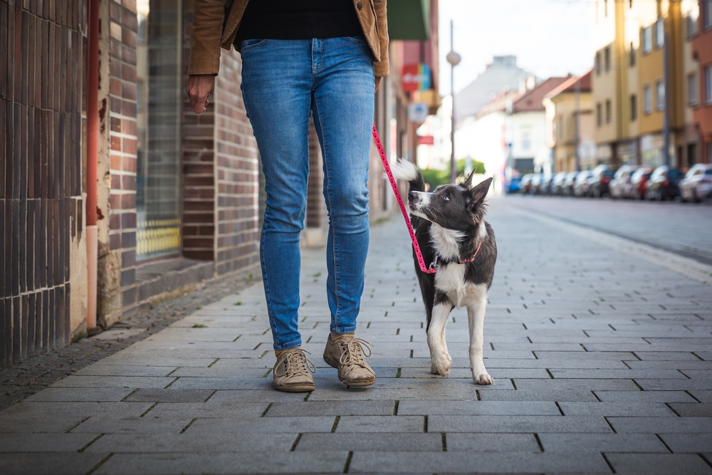 Boreder,Collie,Puppy,On,Walk,With,Owner,In,A,Town.