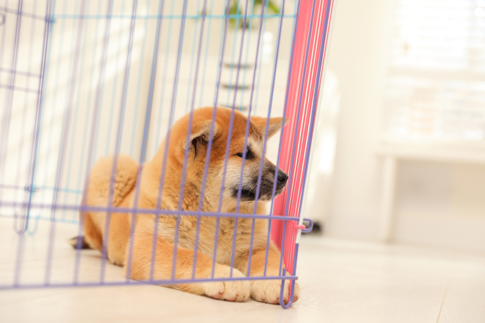 Cute,Akita,Inu,Puppy,In,Playpen,Indoors.,Baby,Animal