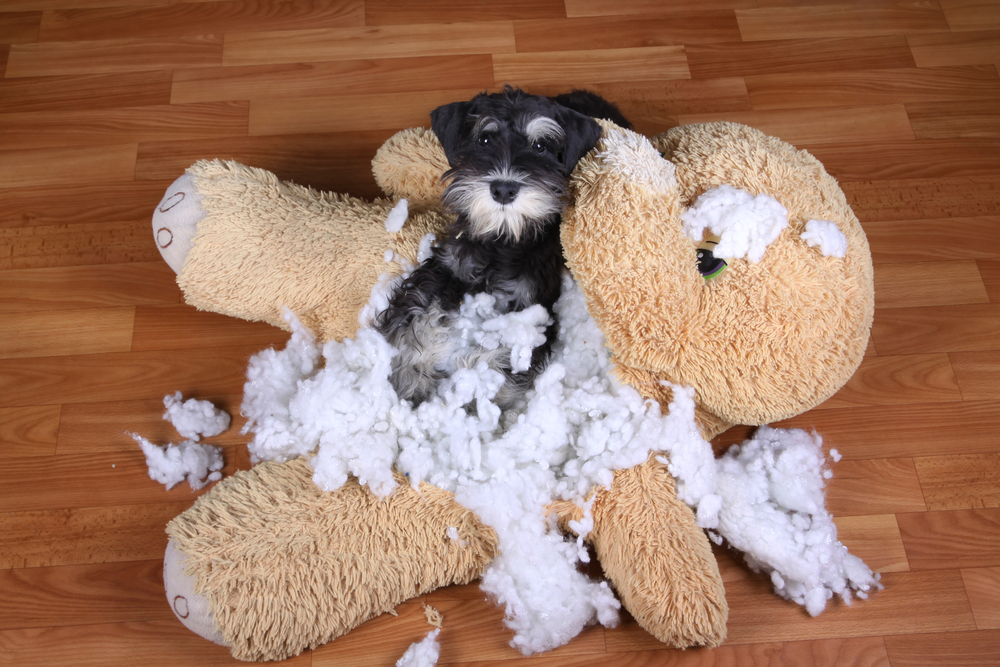 Bad,Naughty,Schnauzer,Dog,Destroyed,Plush,Toy,At,Home
