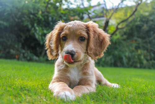 Working,Cocker,Spaniel,Puppy,Tongue