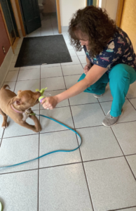 How to Prevent Your Puppy from Becoming Afraid of Vet Visits