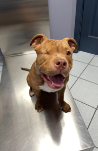 How to Prevent Your Puppy from Becoming Afraid of Vet Visits