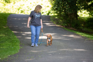 How often should you train your puppy?