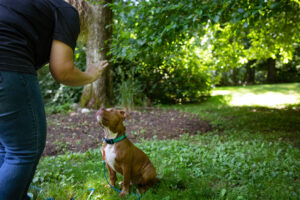 how often should you train your puppy?