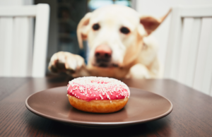 Teenage puppies can appear to be acting out or testing boundaries. Learn how to understand the Teenage Puppy Brain: What to Expect and How to Handle it