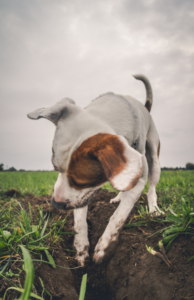 The puppy blues are real. The expectation vs. the reality of raising a puppy can be overwhelming.