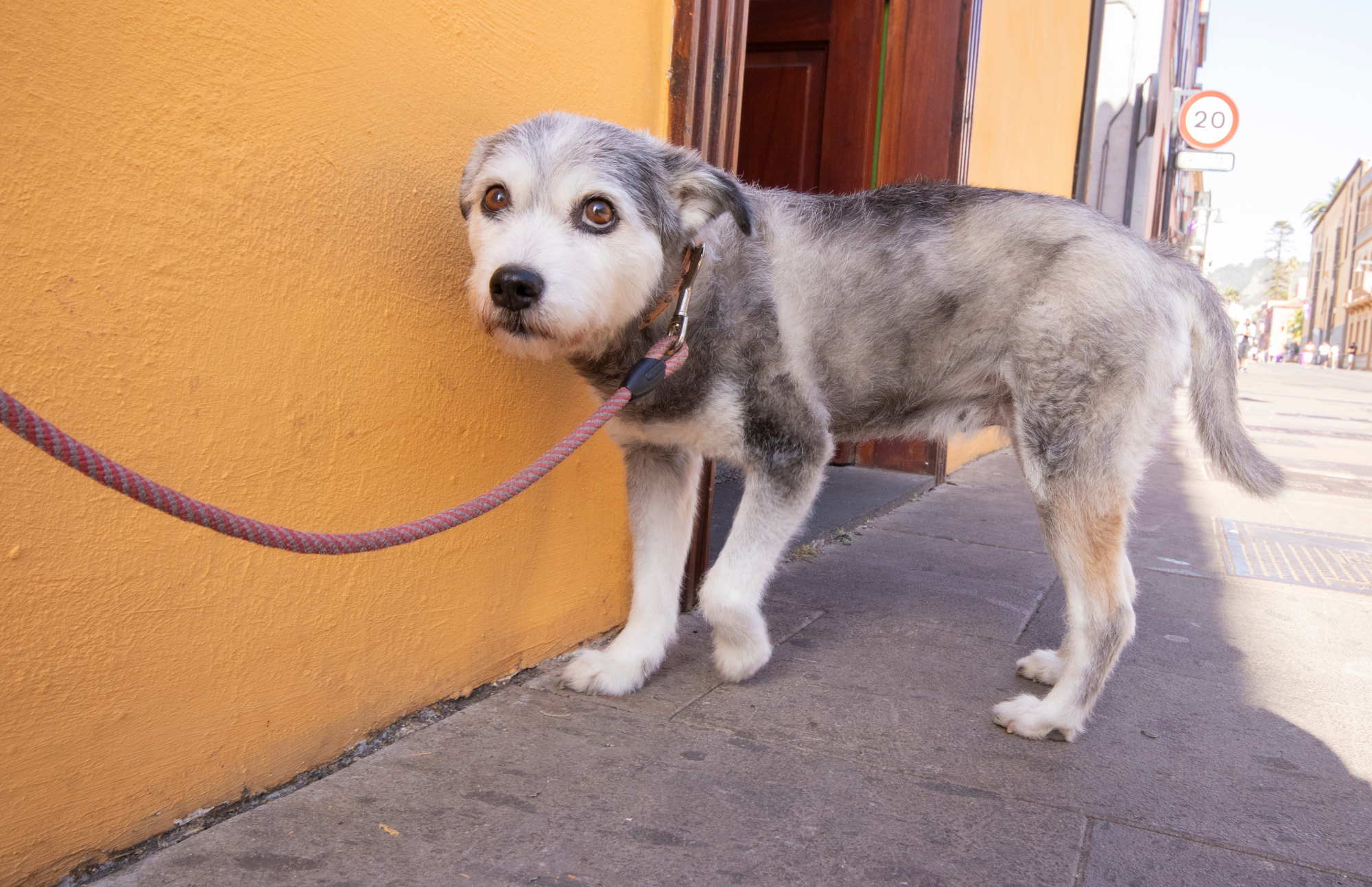 Should a puppy have to face their fear? Find out the long-term consequences of making your puppy face their fear.