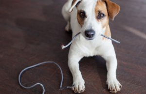 Understanding the Teenage Puppy Brain: What to Expect and How to Handle it