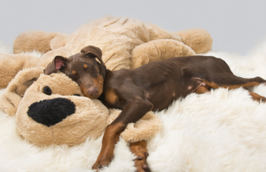 Why puppies need naps to grow. How much sleep do puppies need?
