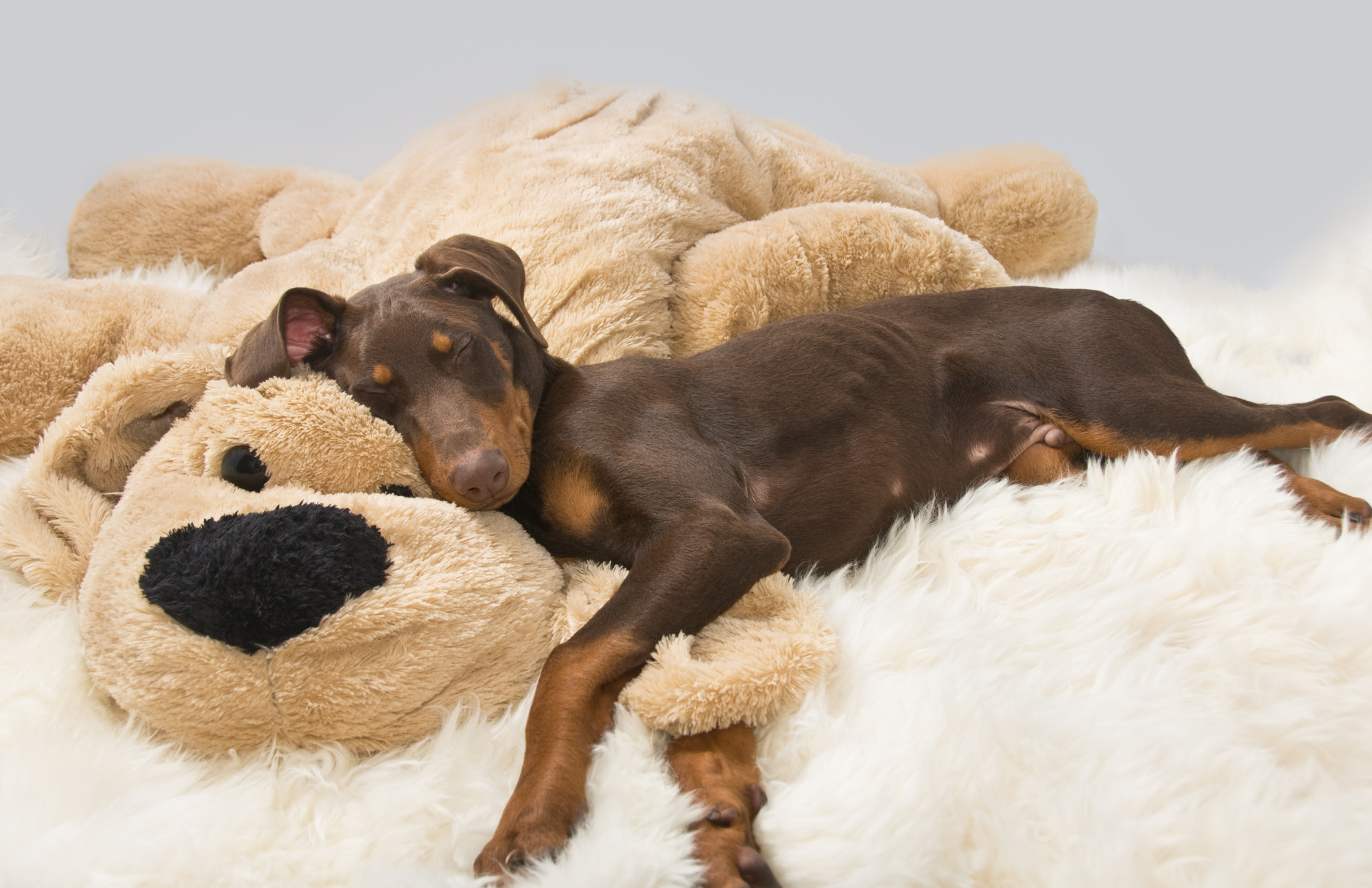 Why puppies need naps to grow. How much sleep do puppies need?