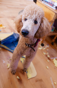 The reality of puppy raising can be very different from expectations. Training a new puppy can feel overwhelming.