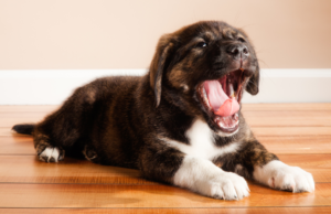 Why puppies need naps to grow. How much sleep do puppies need?