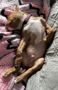 Why puppies need naps to grow. How much sleep do puppies need?