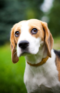 Can you tell if your puppy is happy or scared. Is your puppy being shy or nervous?