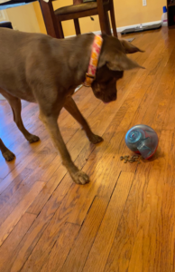 Puppy using food dispensing toy
The KONG Rewards Shell is a fun food dispensing toy for puppies after surgery.
Food dispensing toys and interactive puzzles are great ways to exercise your puppy after surgery.