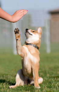 Use trick training as one of the ways to exercise your puppy after surgery.
Trick training is a low impact exercise for puppies who are on exercise restriction.