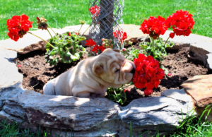 Puppy distracted and sniffing How Distractions Impact Your Puppy’s Learning and Training