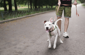 Playful puppy tugging on leash, eager to explore beyond their reach. Learn how to tackle leash pulling and master the art of polite walks.