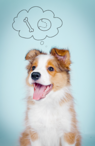 A cute puppy with a thoughtful expression, deciding between a toy and a pile of treats. The photo highlights "the benefits of giving your puppy choice" by allowing the puppy to choose between the toy and treats, promoting cognitive development and independence.
