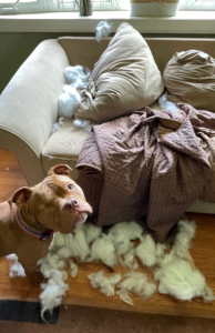 Adorable puppy indulging in mischievous behavior by chewing a couch cushion, showcasing common puppy chewing habits beyond the teething phase. Explore how older puppies continue to exhibit chewing behavior and learn effective strategies to address puppy chewing. Perfectly normal puppy behavior and how to manage it.