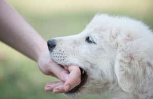 Adorable puppy playfully chewing on a person's hand. Learn about the natural behavior of puppies, including mouthing and play biting, and discover effective techniques to guide them towards appropriate chewing alternatives. Understanding and addressing puppy chewing behaviors for a harmonious relationship.