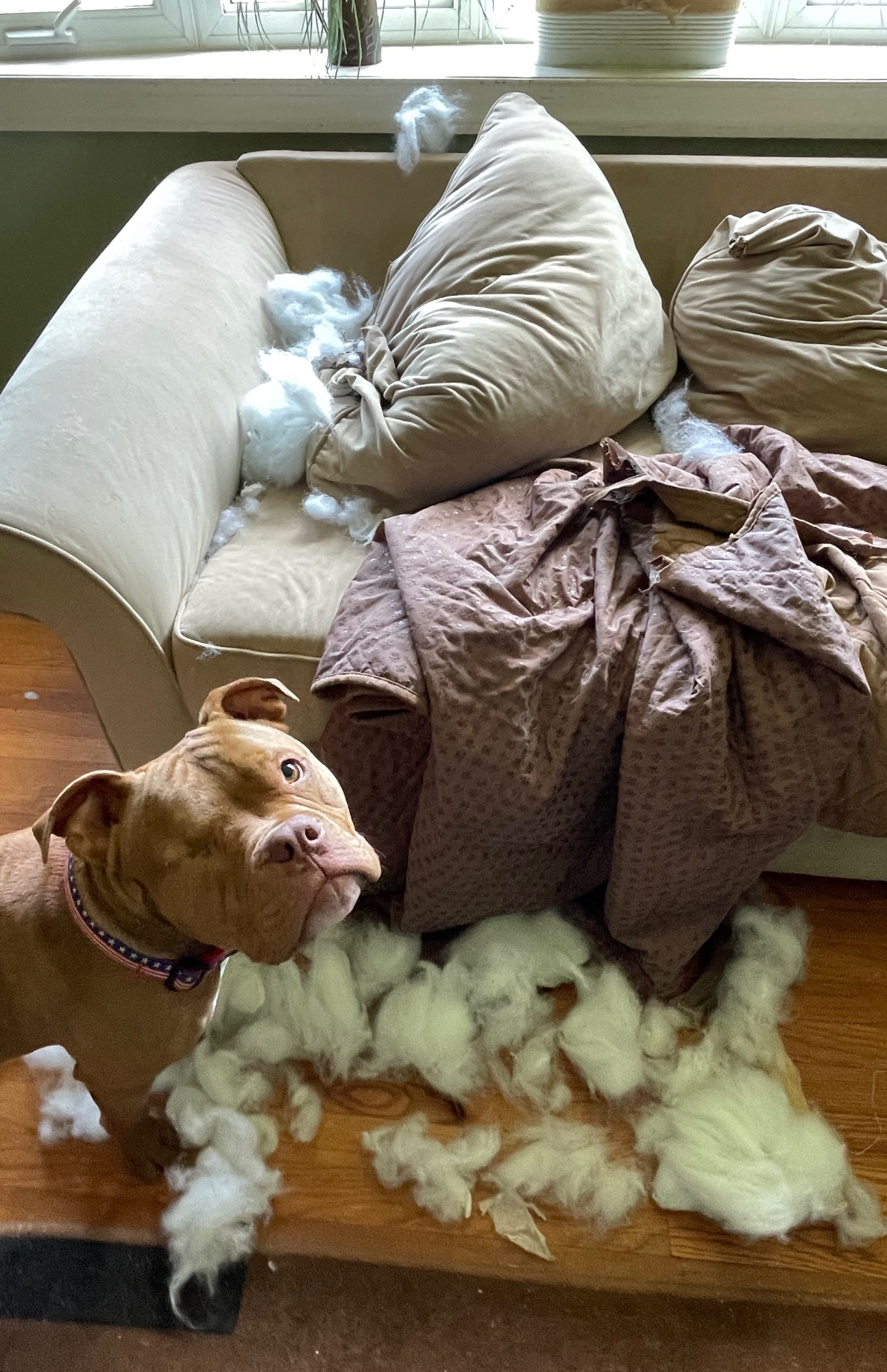 Adorable puppy indulging in mischievous behavior by chewing a couch cushion, showcasing common puppy chewing habits beyond the teething phase. Explore how older puppies continue to exhibit chewing behavior and learn effective strategies to address puppy chewing. Perfectly normal puppy behavior and how to manage it.