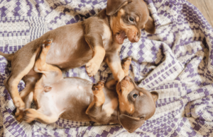 Understand the various types of puppy growling, from playful vocalizations to expressions of anxiety or fear. Learn how to interpret their body language and respond appropriately to create a positive and secure environment.