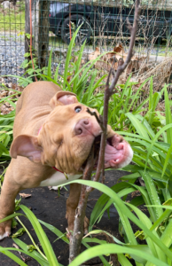 Puppy exploring the outdoors and happily chewing on small branches in a yard. Discover the natural inclination of puppies to chew and explore their environment, and learn how to redirect their chewing behavior towards suitable toys and activities. Embrace and guide your puppy's chewing tendencies for a well-rounded and content companion.