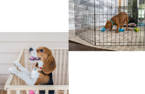 Puppy training management: Key step to prevent bad behavior. Learn how effective management techniques guide puppies towards well-behaved companionship.