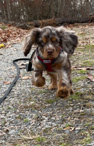 Successful puppy recall training - Teaching a stubborn puppy to come when called with effective techniques to overcome 'my puppy won't come when called' challenge