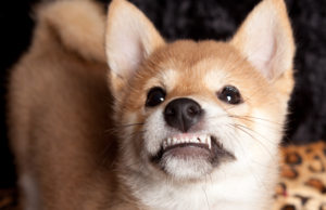 Close-up photo of a cute puppy with a focused expression, growling as a form of communication and expressing its emotions. Understanding puppy growling.