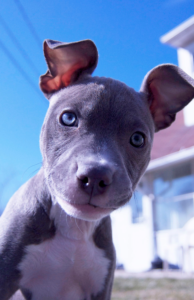 Dogs who stare and make eye contact are not being dominant. Explore canine behavior. Discover how to tell if your puppy is dominant and debunk common myths about dog dominance. Learn about alpha dog behavior, dominance theory, and common signs of dog dominance