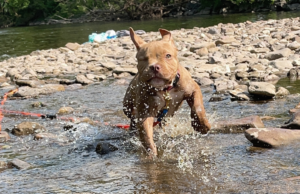 Adorable puppy responding to 'come when called' command - Overcoming 'my puppy won't come when called' challenge with effective training strategies