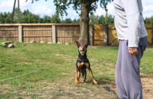 A person handling a defiant puppy on a leash, but is their puppy being defiant? No, puppies aren't defiant. A puppy who is labeled defiant is either stressed, anxious, frustrated, or doesn't yet have skills to do what we want.