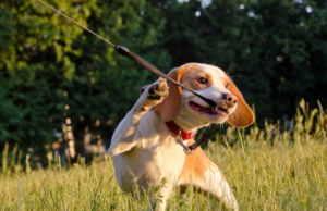 A stubborn puppy playing with a leash in a field.