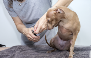 is your puppy struggling with nail trims?
Understanding the importance of allowing your puppy to say 'no' in training for a stronger bond.