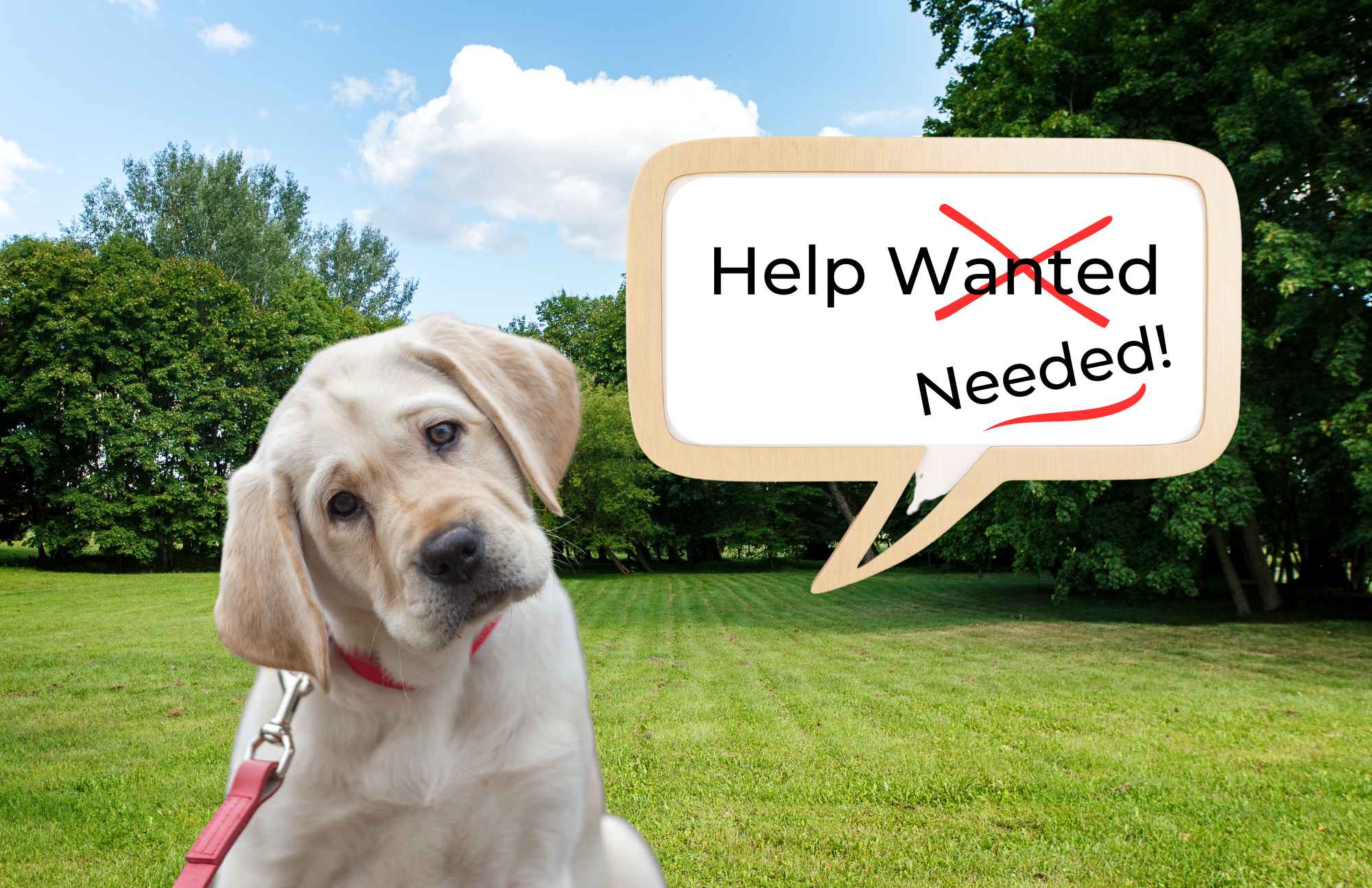 Should your puppy be allowed to say no?' Remember, a puppy is not being disobedient when expressing 'no'; it's a plea for understanding and compassion in training