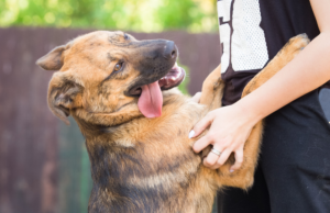 A woman is holding a dog in her arms while wondering how to stop adolescent puppy jumping.