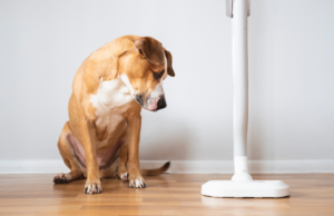 A puppy experiencing a fear period while sitting next to an oscillating fan.