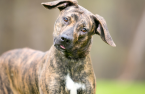 Adolescent puppy fear periods, a black and brown dog who is suddenly suspicious of things he was previously ok with.