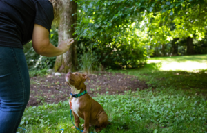 A woman using dog training treats in the grass during puppy training answering the questions "When can I stop using training treats"?