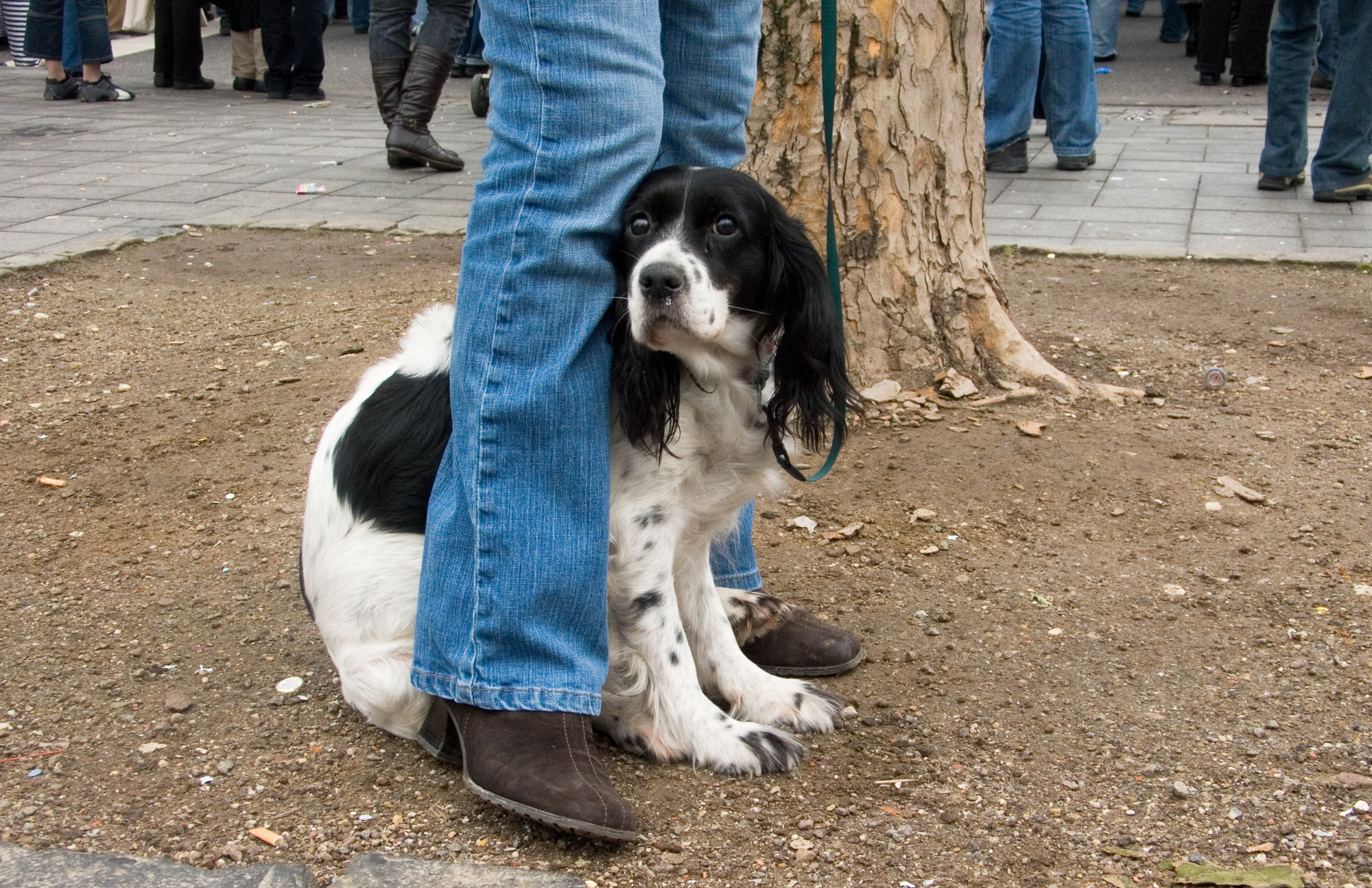 A black and white adolescent dog suddenly becomes fearful during a puppy fear period. A puppy who was previously happy to meet new people is suddenly scared.